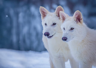 Video: Biotech firm brings dire wolf back to life after 12,000 years