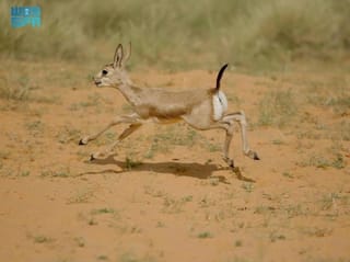 Five endangered Arabian sand gazelles born in Saudi Arabia reserve
