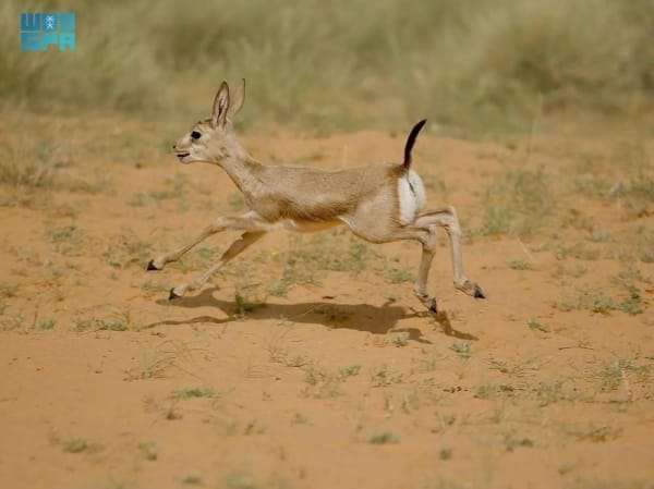The birth of the gazelles highlights the Kingdom’s commitment to preserving its rich biodiversity and advancing environmental stewardship.