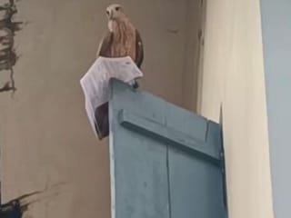 Viral video: Eagle snatches student's hall ticket in Kerala, drops it just in time for exam