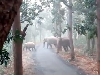 Two Kerala tribals die while fleeing in panic after seeing wild elephant herd 