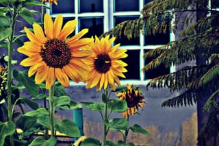 The busy person’s healthy snack: Why sunflower seeds should be in your bag