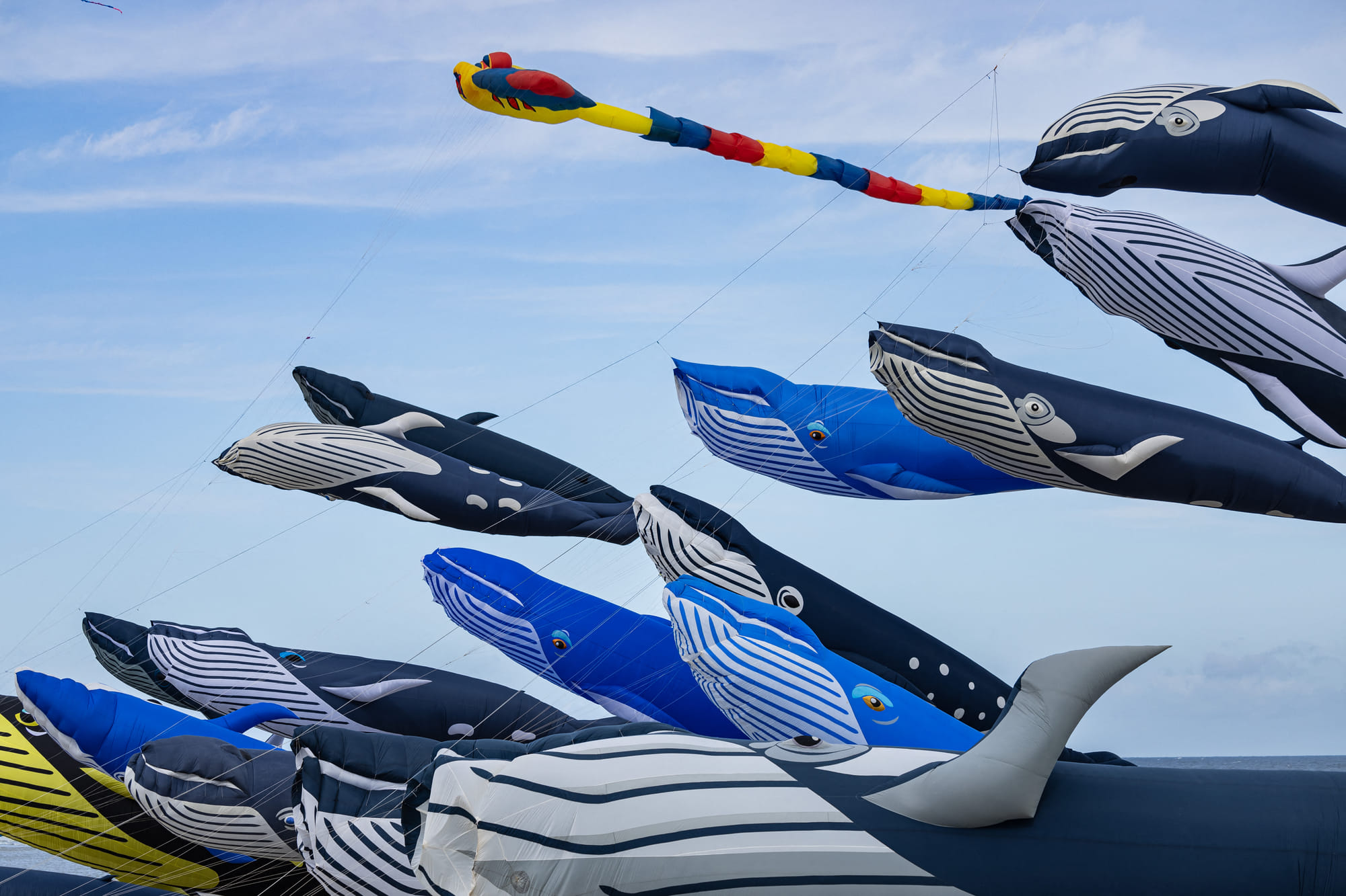 Kites depicting whales are navigated by participants during the 38th International Kite Festival (RICV) at the beach of Berck-sur-Mer, northern France, on April 16, 2025.