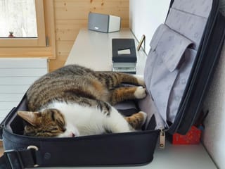 Fur-give me: Leaving your pet behind to travel? What to do for a guilt-free trip 