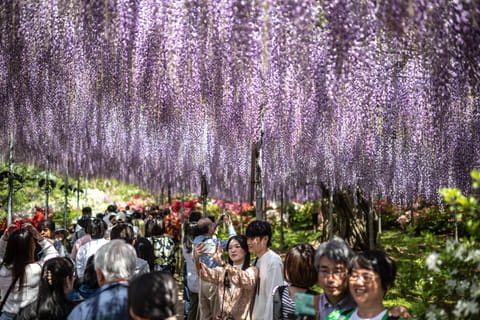 wisteria stämmchen Wisteria sinensis main image 0