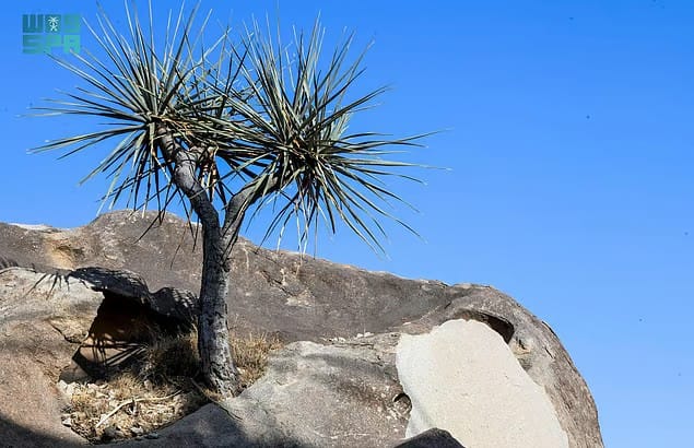 The Khazam tree was also used in ancient times for drawing and writing on rocks.