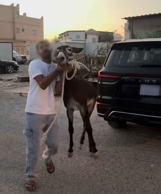 Bahraini influencer investigated for alleged abuse of donkey featured in viral videos