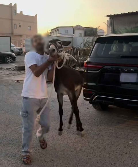 The Bahrain Society for the Prevention of Cruelty to Animals (BSPCA) filed a formal complaint with authorities this week after reviewing footage on the influencer’s Instagram account showing Tahin struggling with a visibly broken leg.