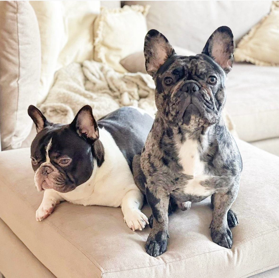 Meet Juancho and Milo, the dynamic Frenchie duo owned by Alvy Vales. 