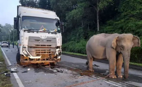 Heartbreaking: Baby elephant killed by truck on highway, grieving mother’s reaction on Mother’s Day goes viral