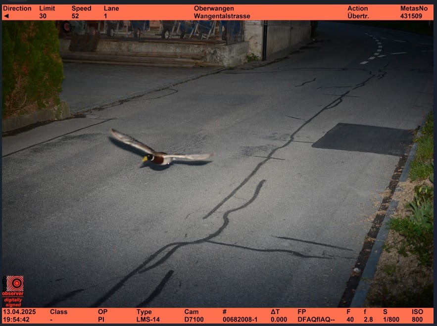 The duck was caught going 52 kilometres (32 miles) an hour in a 30-km zone, the post said.