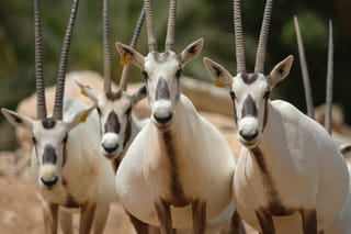 Al Ain Zoo celebrates Endangered Species Day by showcasing 57 Years of conservation success
