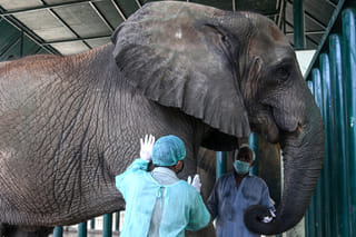 Video: Pakistan's last elephants battle tuberculosis with 400 pills a day