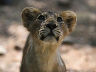 India’s Asiatic lions surge 37% to 891 in latest census