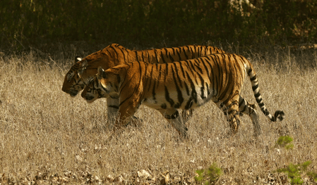 The body was discovered on Tuesday near the Sulkum river in the Mundidadar forest area of Kanha Range.