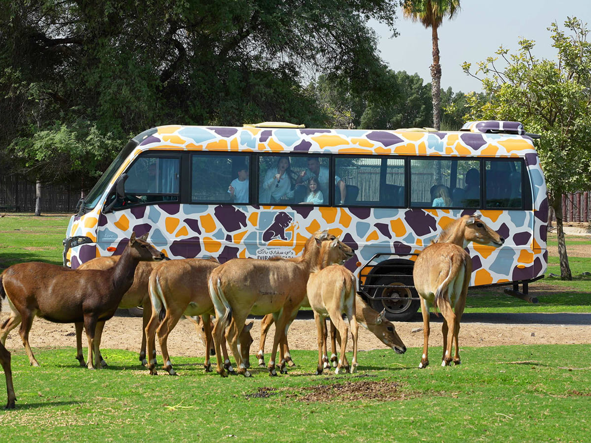 Dubai Safari Park 
