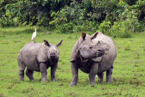 The footage shows the rhino walking steadily toward the path where the tourist jeep had halted