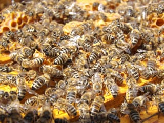 Millions of honeybees abuzz after truck overturns in Washington state