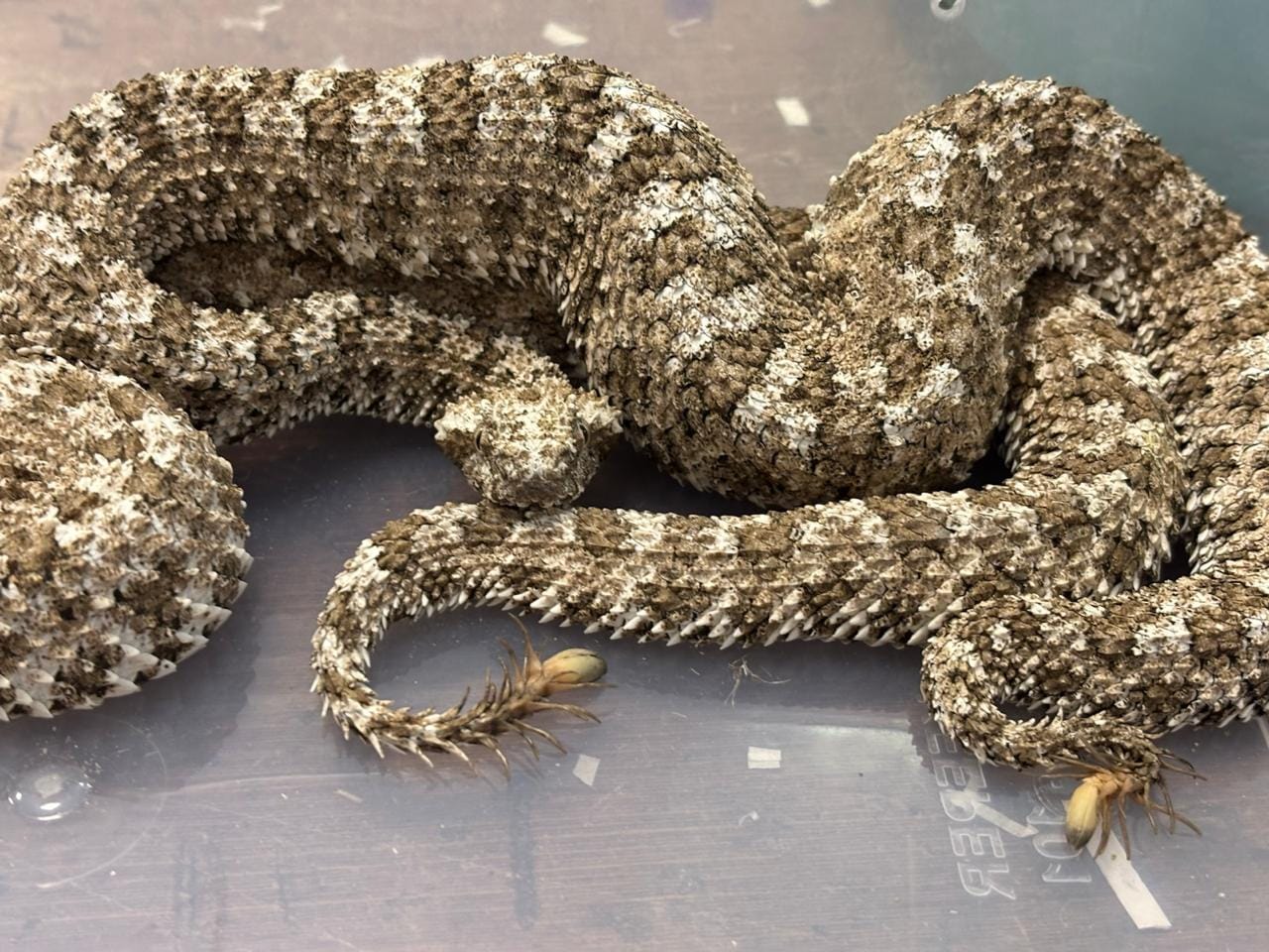A passenger smuggling dozens of venomous vipers was stopped after flying into the financial capital Mumbai from Thailand in June.
