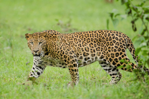 Leopard wreaks havoc in Rajasthan