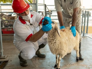 Eid Al Adha 2025: Dubai prepares for 80,000-livestock surge with smart sacrifice services