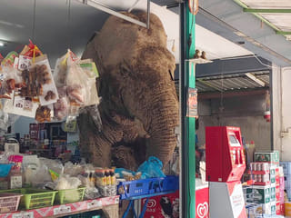 Watch: A hungry wild elephant raids a grocery store in Thailand for snacks