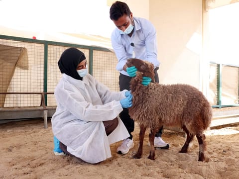 As many as 28 veterinarians and assistants have been designated to examine livestock at Sharjah’s animal market. 