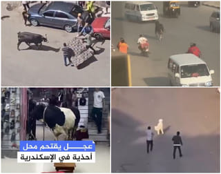 Viral videos: Runaway sacrificial animals cause chaos, traffic jams during Eid Al Adha
