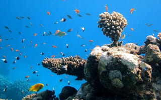 Abu Dhabi tops sustainable fishing index with 97.4% score