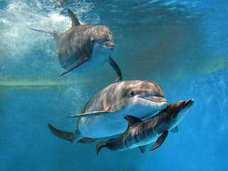 Dramatic dolphin birth at Brookfield Zoo captured on camera — see the beautiful moment