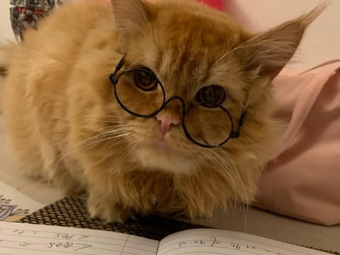 Anneley Rodrigues, 20, a student at Heriot-Watt University, is head-over-heels for her furry companion, Maple—and for good reason. “Maple is curious, friendly, and full of surprises,” says Anneley. “He follows us everywhere—yes, even to the restroom—and races to the door at the slightest knock.”