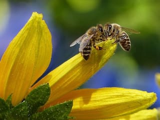 Sunjay Kapur death: What UAE residents must know about bee stings