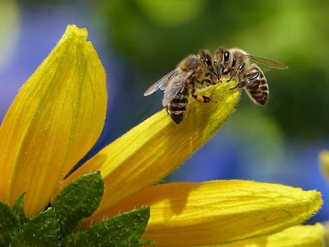 Experts have warned that a bee sting can prove fatal