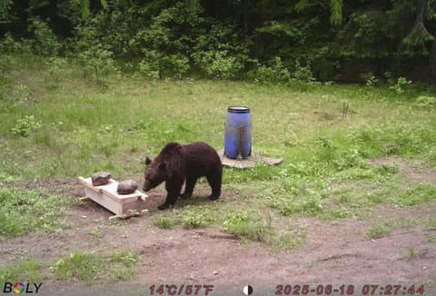 A bear is recorded by a hunters' camera in the Pabrade forests calmly feasting on animal baits in Pabrade, Lithuania, Wednesday, June 18, 2025.  
