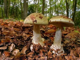 Mushroom murder suspect fell sick from same meal: defence