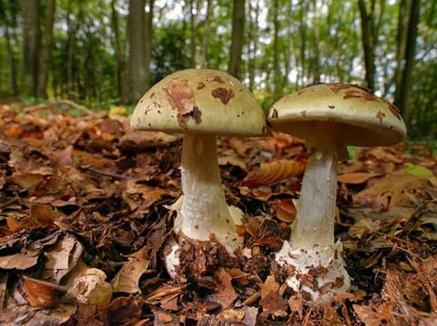 'Amanita phalloides' commonly known as the 'death cap', is a deadly poisonous basidiomycete fungus and mushroom, one of many in the genus Amanita.