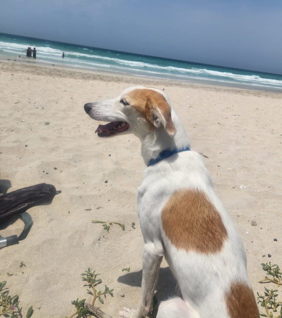 Loki went from a terrified stray to a joyful companion, showing how love, patience, and second chances can transform a life.