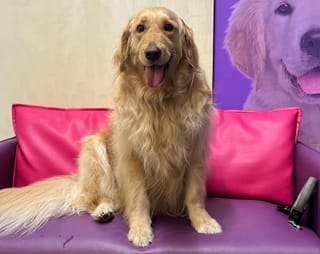 Dubai Marina fire: Resident shares how his dog was rescued after 27 hours trapped in high-rise blaze