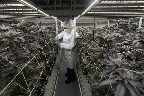 A worker tends to cannabis plants at a farm in Kanchanaburi province, west of Bangkok.