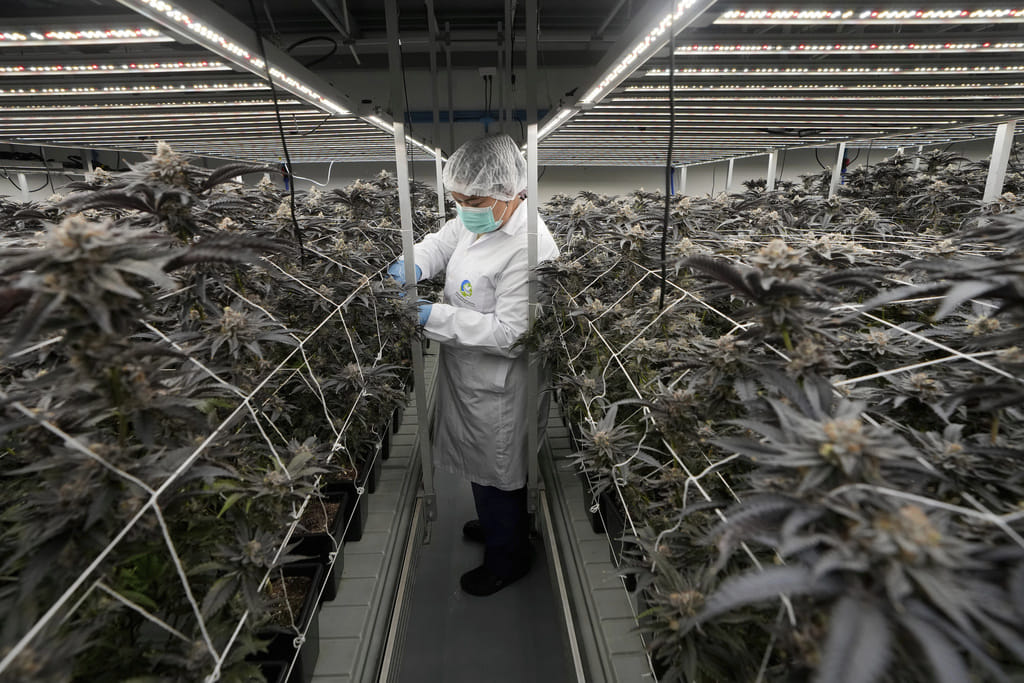 A worker tends to cannabis plants at a farm in Kanchanaburi province, west of Bangkok.