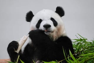 Japan bids farewell to pandas returning to China