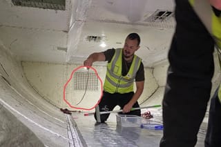 Snake on a plane delays a flight in Australia