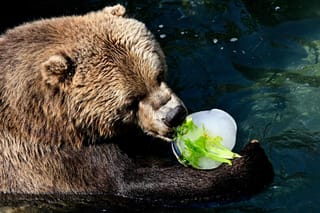 Animals struggle as Europe bakes in scorching heatwave