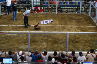 Cockfighting in the Philippines: By the numbers, disappearances and the dark side of 'sabong' 
