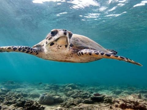 Hawksbill turtle returns to Abu Dhabi beach after 12 years