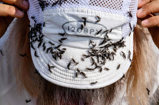 Watch: South Korea battles 'lovebug' invasion