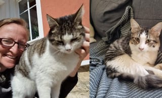 The Dubai woman behind 500 cat rescues and 60 happy homes overseas: A mission of love, healing and caring