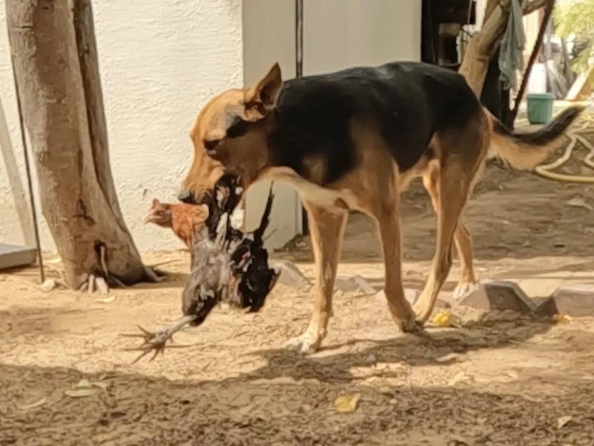 Rover carries the ill hen to his master on Wednesday morning.