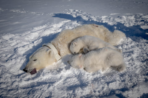 A sedated female polar bear with a GPS collar and her two cubs in eastern Spitzbergen, in the Svalbard archipelago