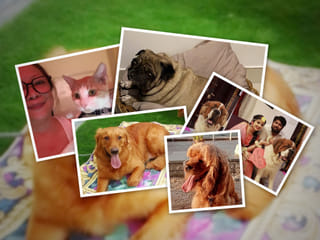 Is it ever okay to leave your pet behind when you move abroad? The hidden trauma of abandoned pets in the UAE 